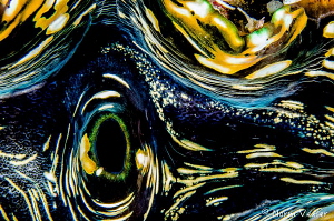 Inside a giant clam at Arborek Village, Raja Ampat by Norm Vexler 